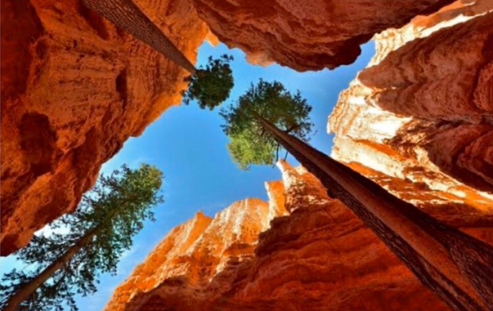 From roots to peaks.