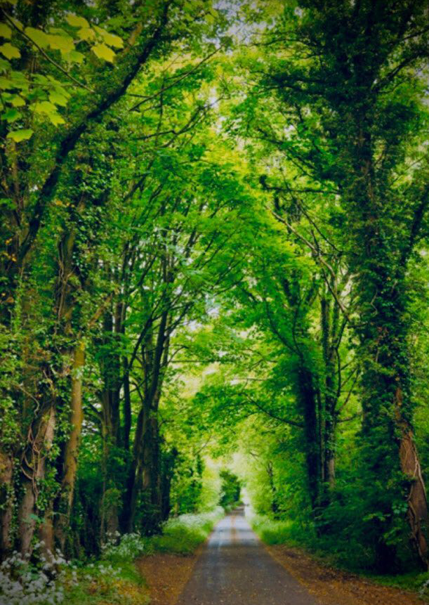 Nature's guiding path.