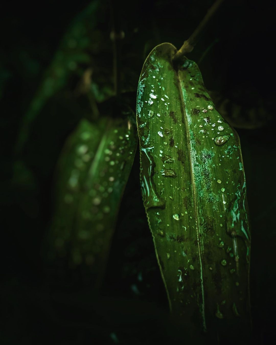 Monsoon magic.