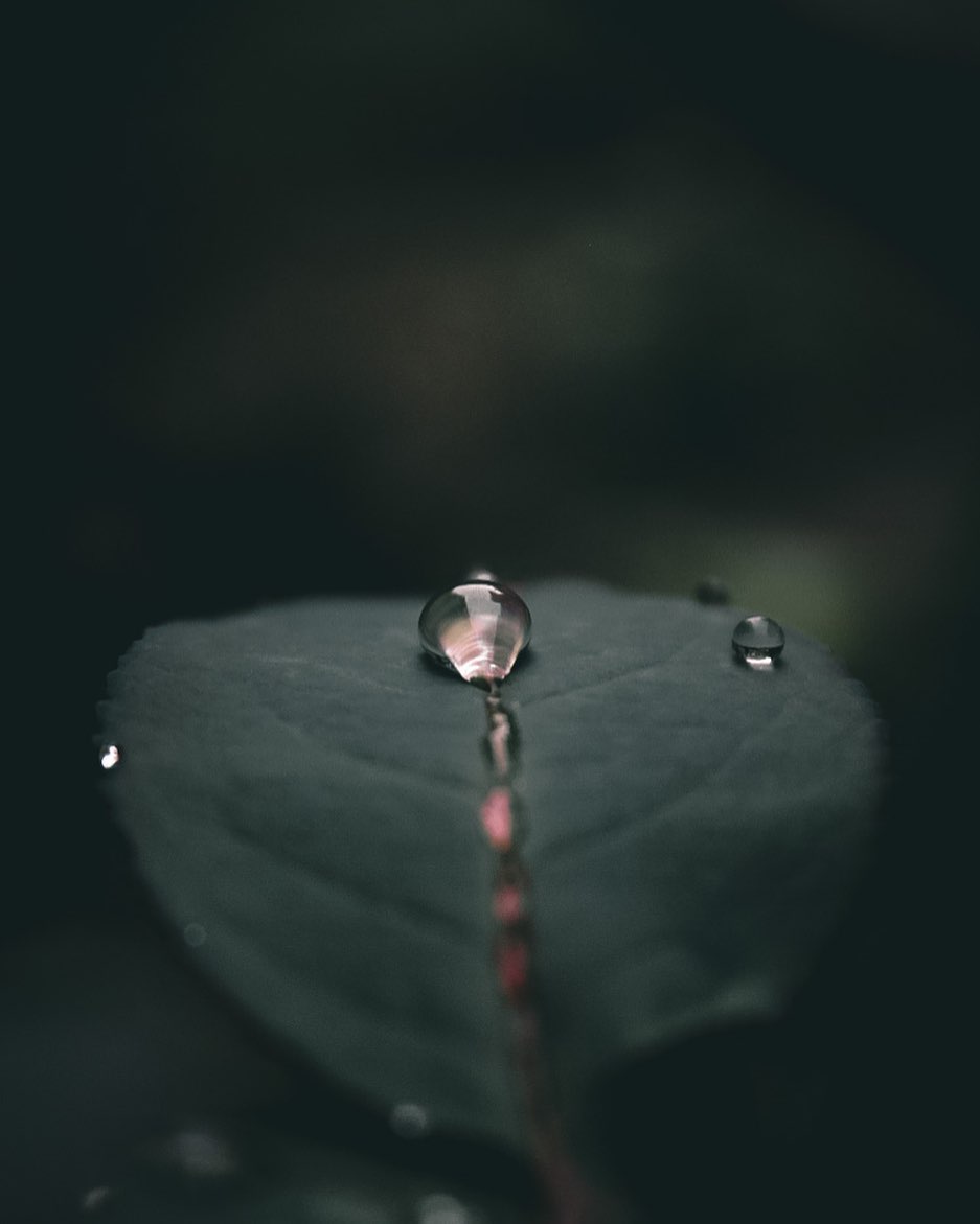Nature's precious teardrops.