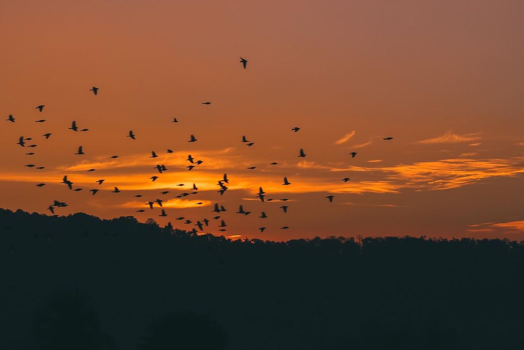 Wings of freedom.