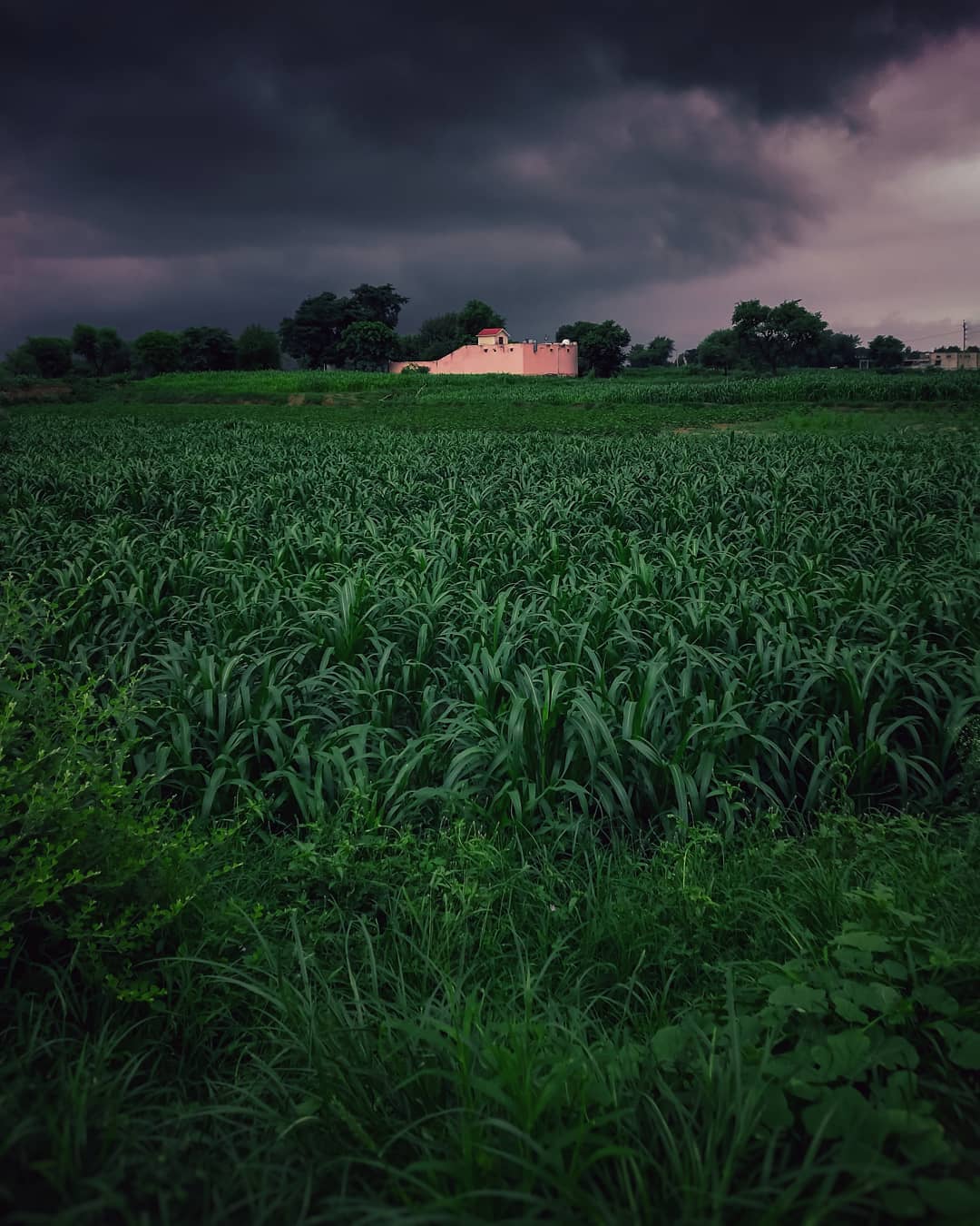 Finding Beauty in Isolation.